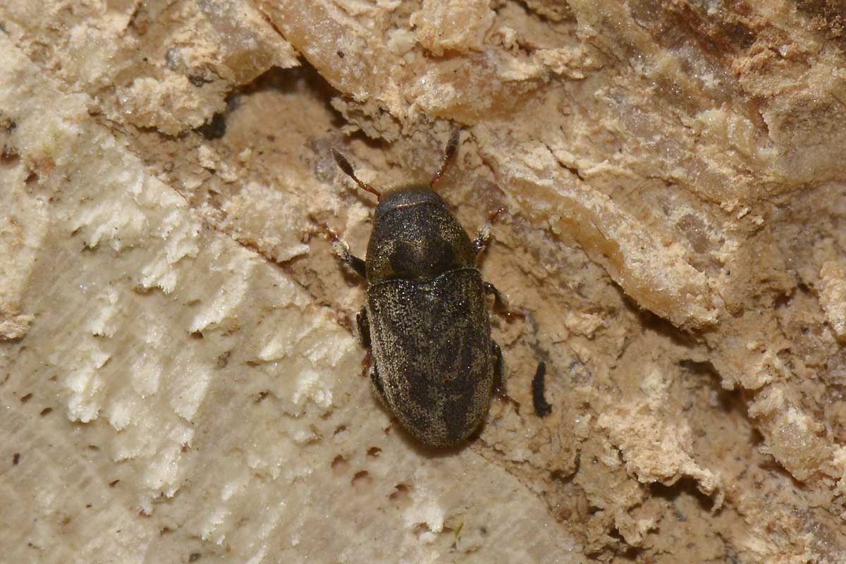 Hylesinus fraxini?